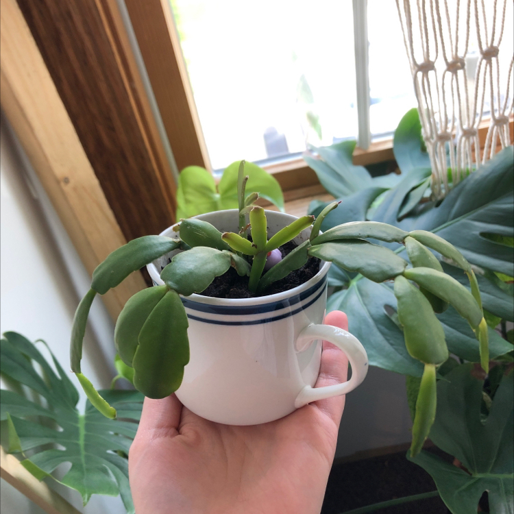 true Christmas Cactus in a white cup, held by a hand, near a window with other plants in the background.