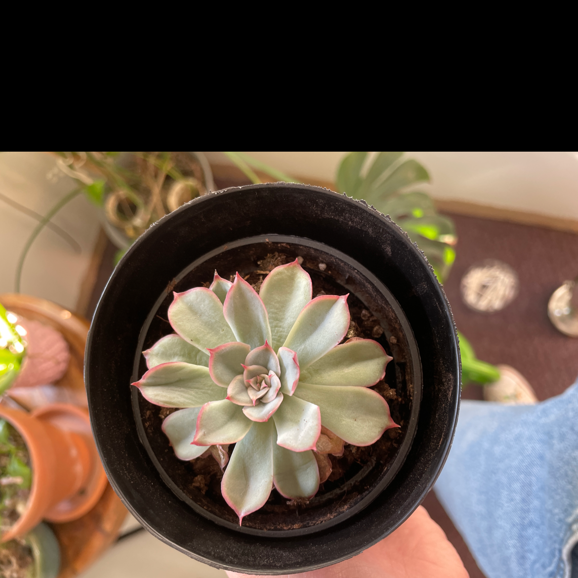 Top-down view of a healthy Pearl Echeveria plant in a black pot.