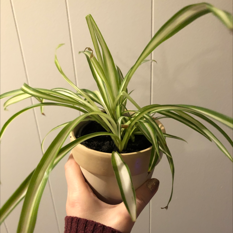 A healthy Spider Plant in a small pot, held by a hand.