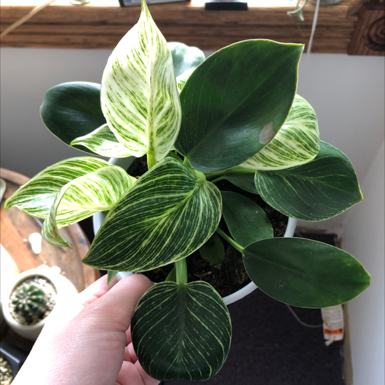 Philodendron Birkin plant with variegated leaves held by a hand.