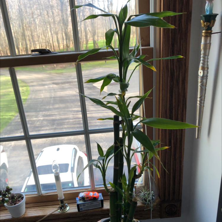 Lucky Bamboo plant photo by @kylie named Ronaldo on Greg, the plant care app.