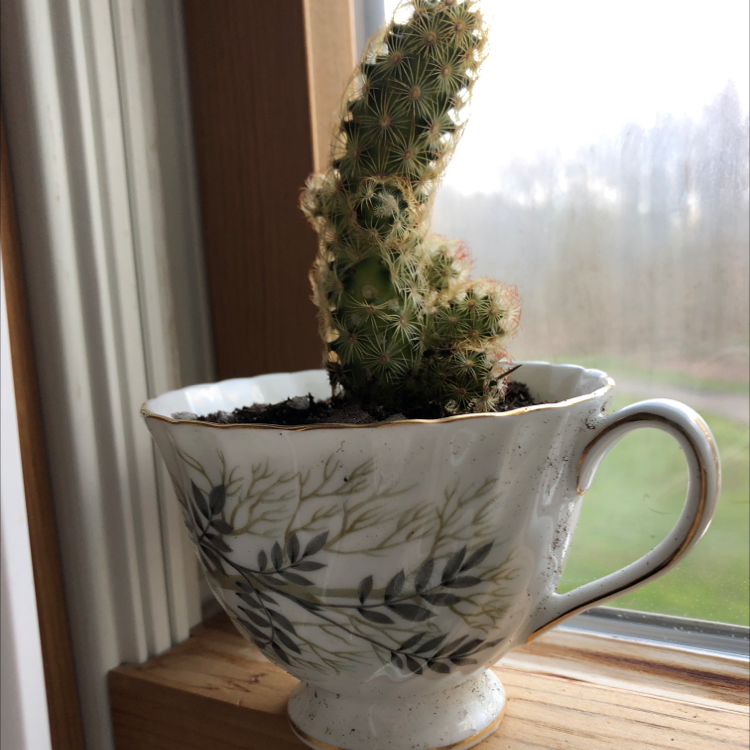 How to Propagate Your Lady Finger Cactus