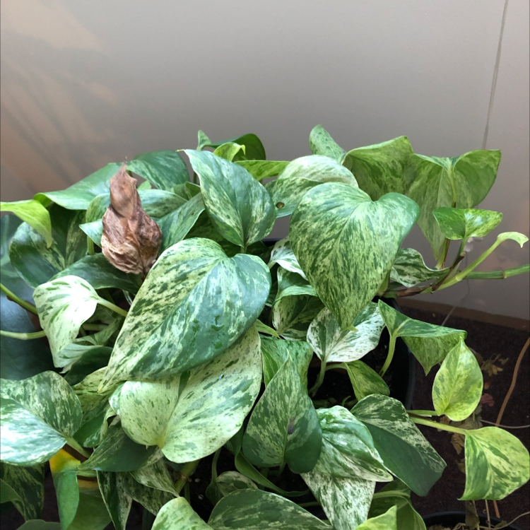 Jade Pothos plant photo by @kylie named Winston on Greg, the plant care app.