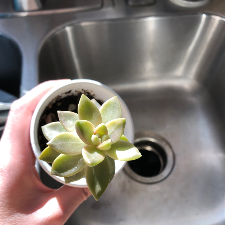 Golden Sedum plant photo by @kylie named Lola on Greg, the plant care app.