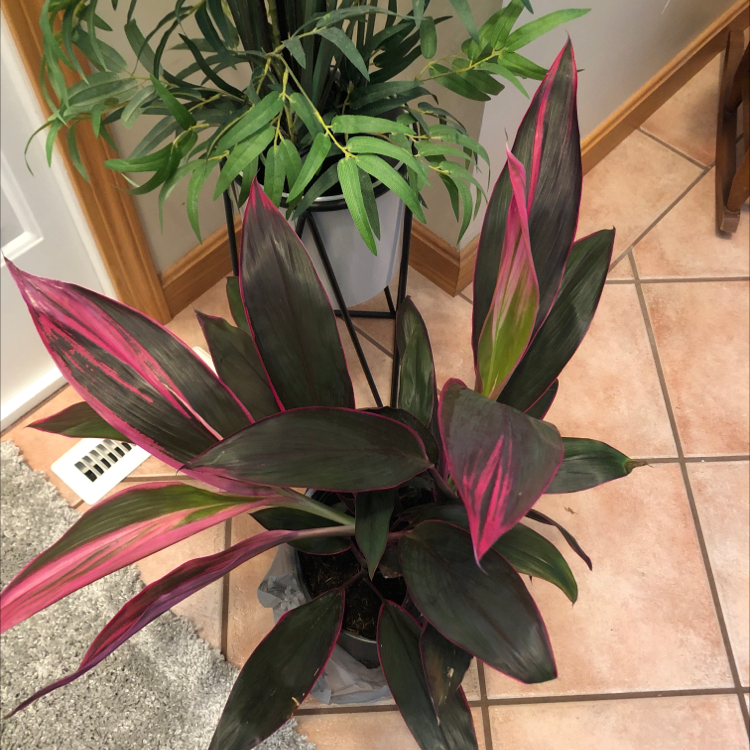 Healthy Ti plant with vibrant, multicolored leaves in shades of green, pink, and purple, planted in a black plastic pot on tiled floor.