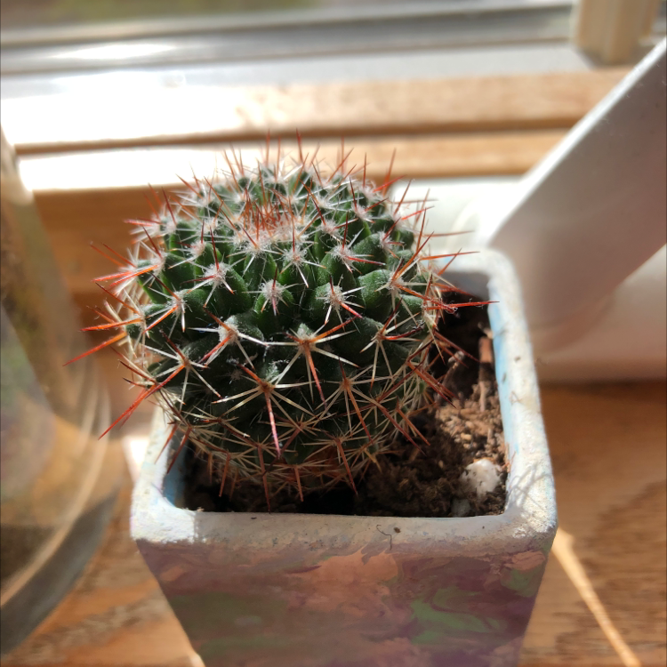 A healthy Mexican Pincushion cactus in a pot with visible spines.