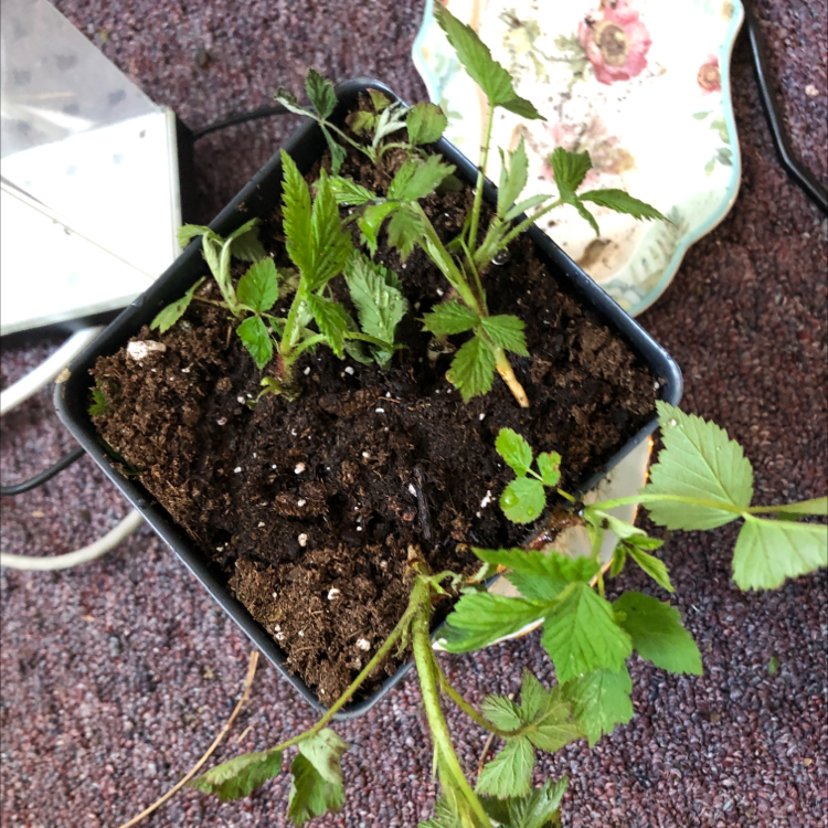 European Red Raspberry plant photo by @kylie named Raspberry props on Greg, the plant care app.