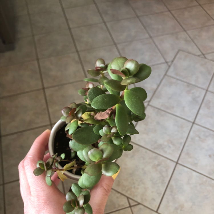 Jade plant (Crassula ovata) in a small pot held by a hand, with some leaves showing browning and yellowing.