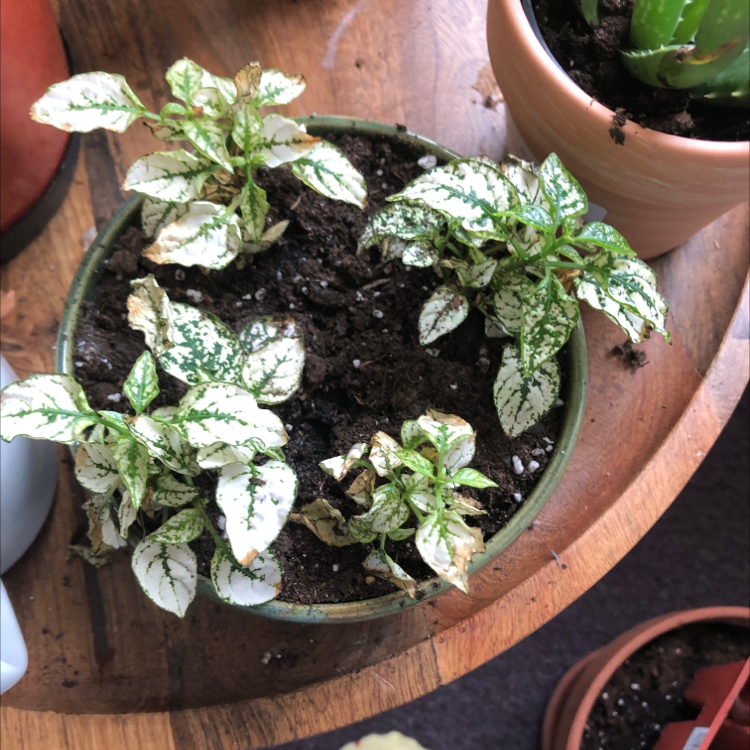 Close-up of a healthy young Polka Dot Plant in a terracotta pot, with characteristic green and white speckled leaves.
