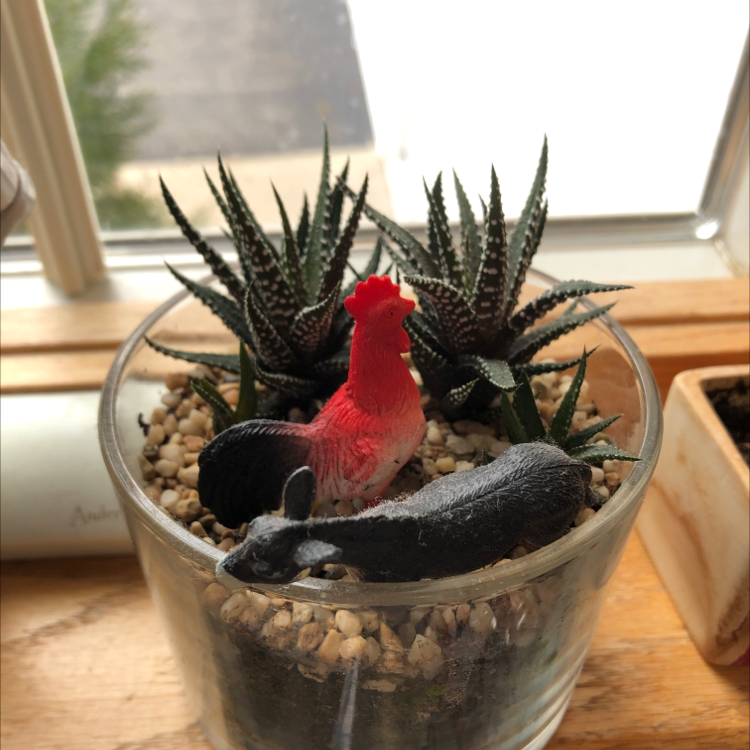 Healthy zebra plant succulent in glass terrarium with red bird figurine, planted in rocky well-draining soil.