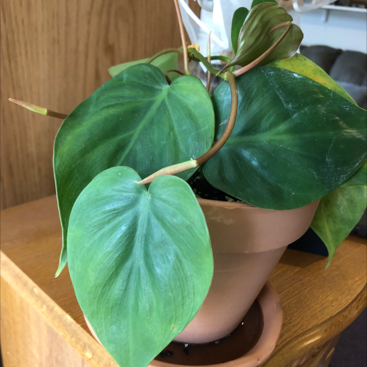 Healthy Heartleaf Philodendron with vibrant green heart-shaped leaves in a clay pot, no signs of discoloration or damage.