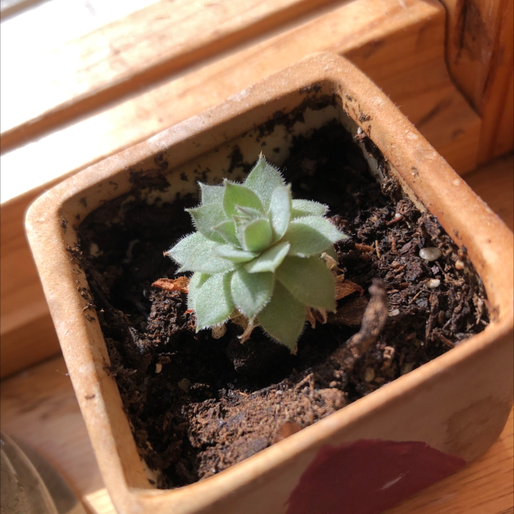 Hens and Chicks plant photo by @kylie named Kanye on Greg, the plant care app.