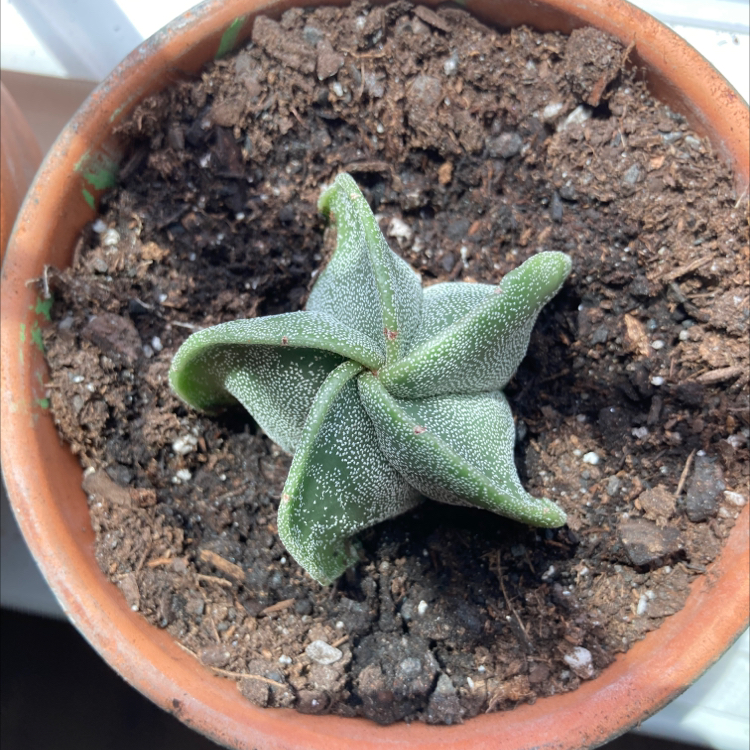 Bishop's Cap Cactus in a terracotta pot with visible soil.