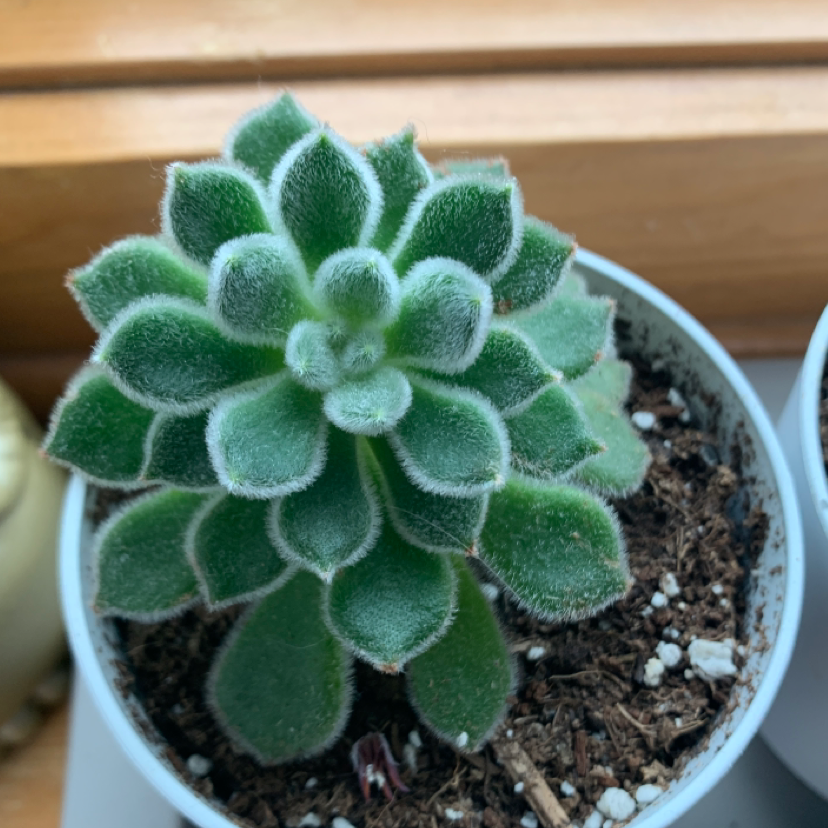 Healthy Mexican Firecracker succulent in a pot with visible soil.