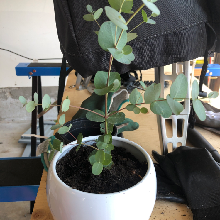 Healthy potted Silver Dollar Tree plant with round silvery leaves, growing in dark soil in a white ceramic pot on a wooden surface.