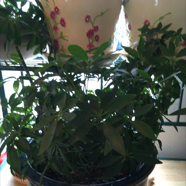 Photo of the plant species False cleyera by Noreen named Your plant on Greg, the plant care app