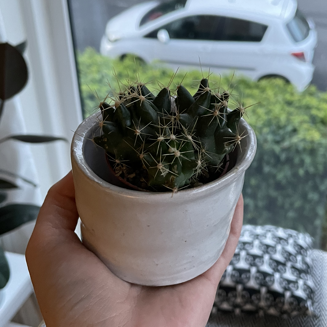 A healthy Missouri Foxtail Cactus in a white pot, held by a hand.