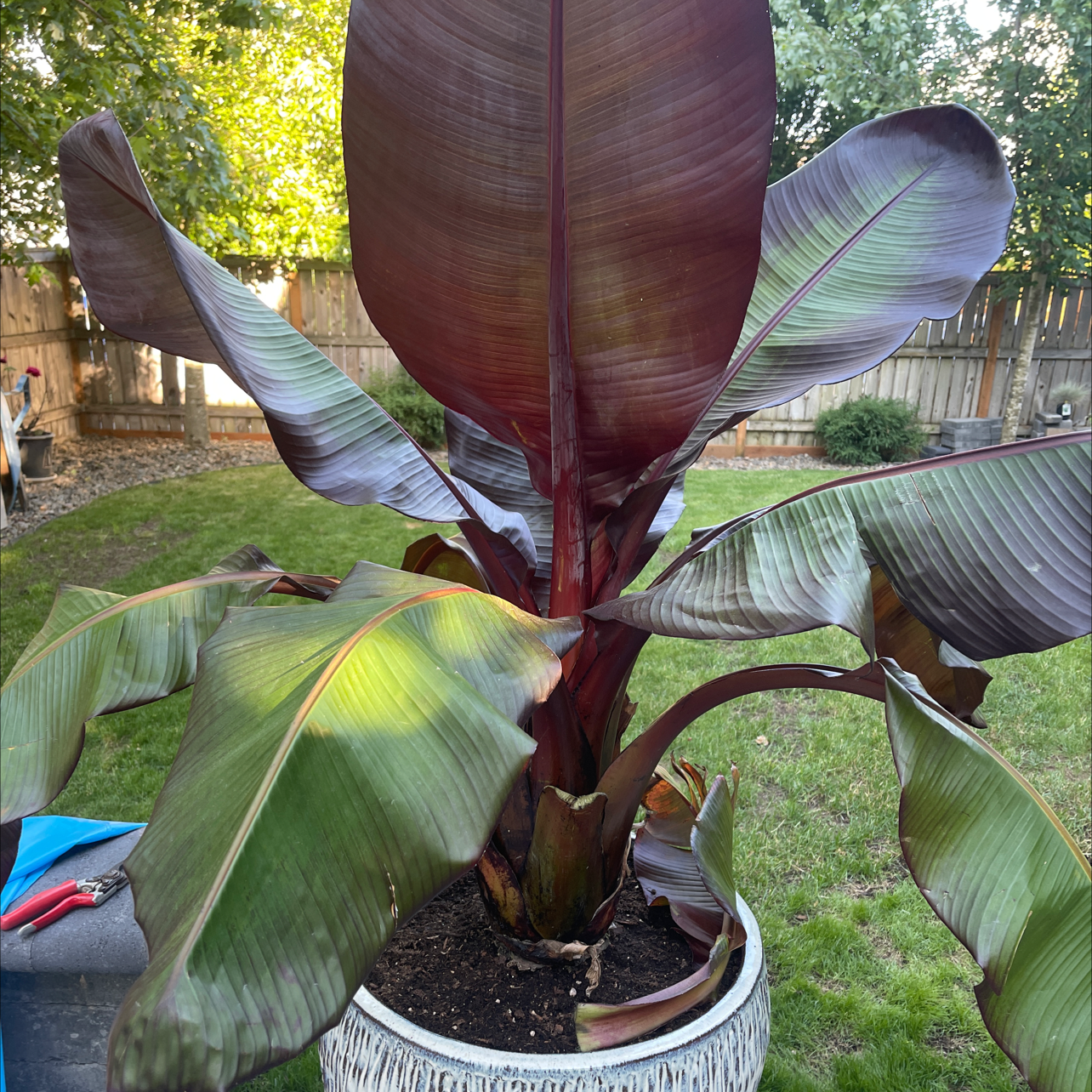 A potted Abyssinian Banana plant with large leaves, some showing yellowing and browning.
