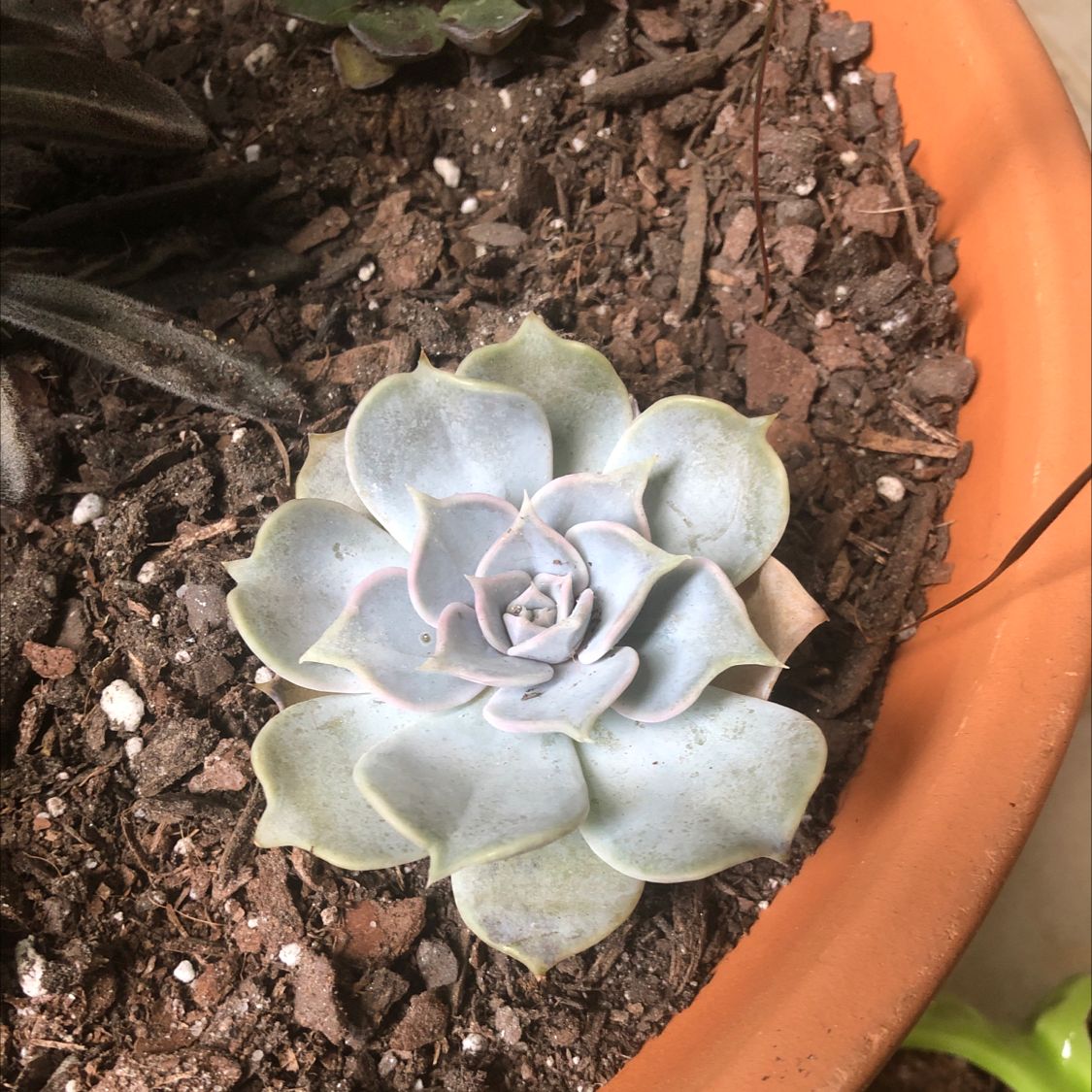 Ghost Echeveria succulent in a terracotta pot with visible soil.