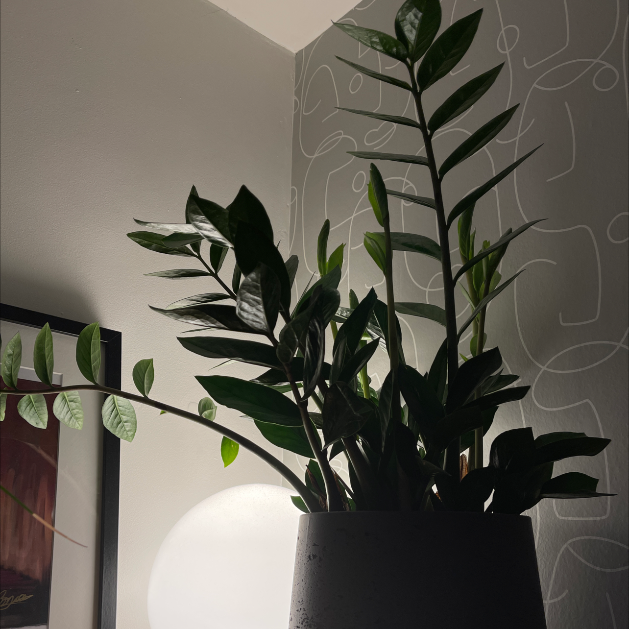 Zamioculcas Zamiifolia plant photo by @hechiggin named Cassie on Greg, the plant care app.