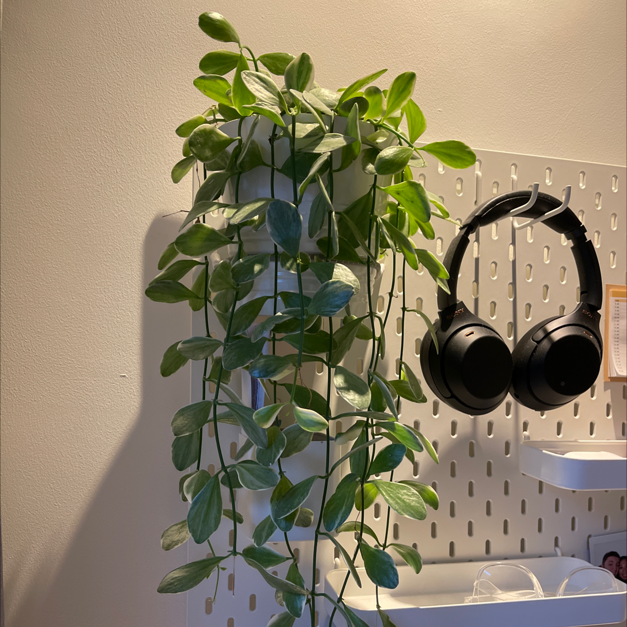 Healthy Dischidia oinatha plant hanging from a pot with vibrant green leaves.