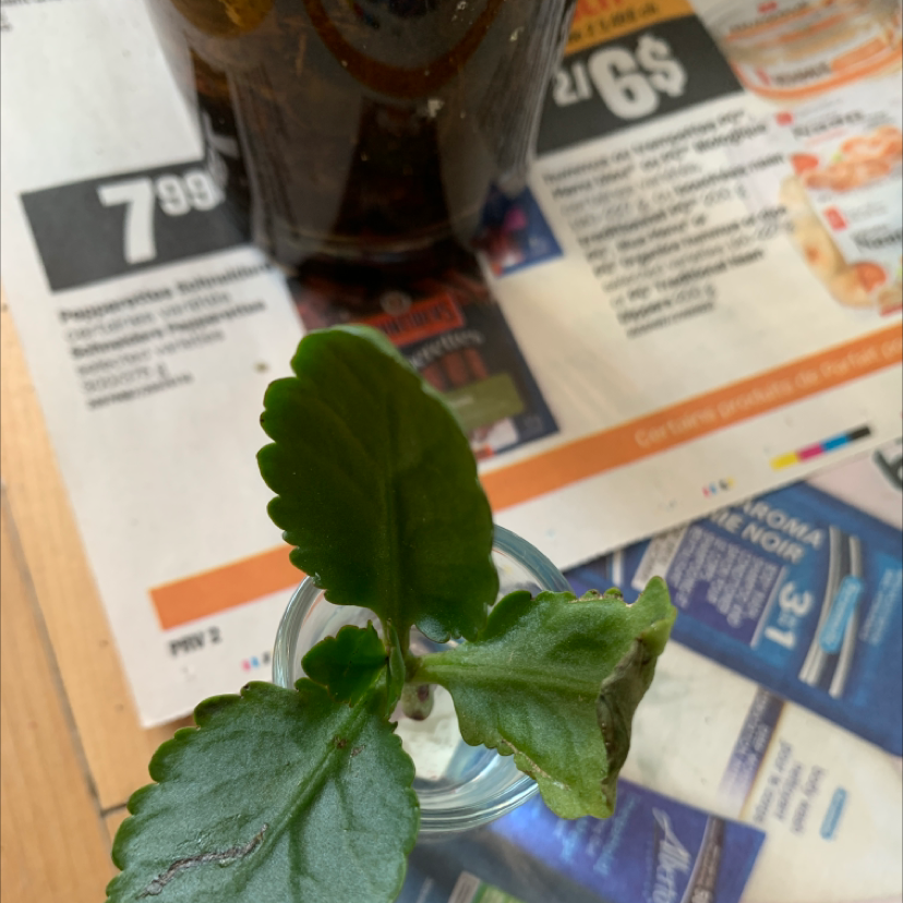 Healthy Kalanchoe pinnata plant with vibrant green leaves in a glass container on a wooden table with gardening book pages visible