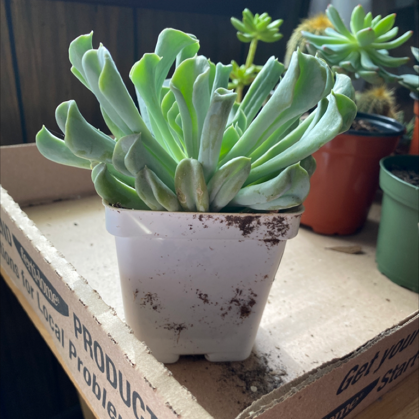 Echeveria 'Topsy Turvy' succulent in a white pot with other potted plants in the background.
