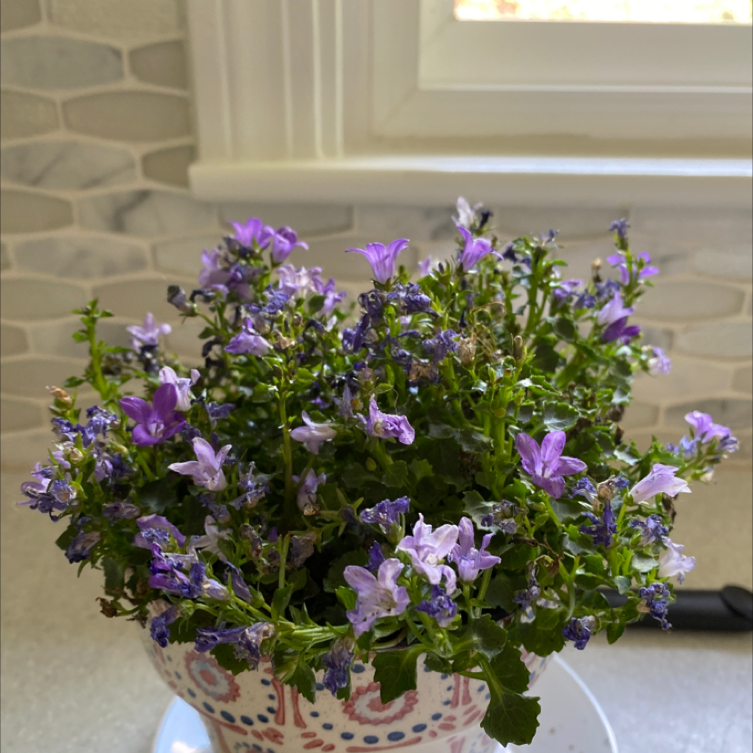 Peach-Leaf Bellflower with purple flowers in a decorative pot.