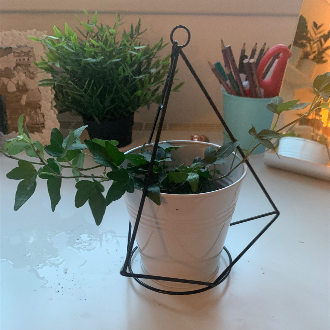 English Ivy plant photo by @Leya_gardddd named Zion on Greg, the plant care app.