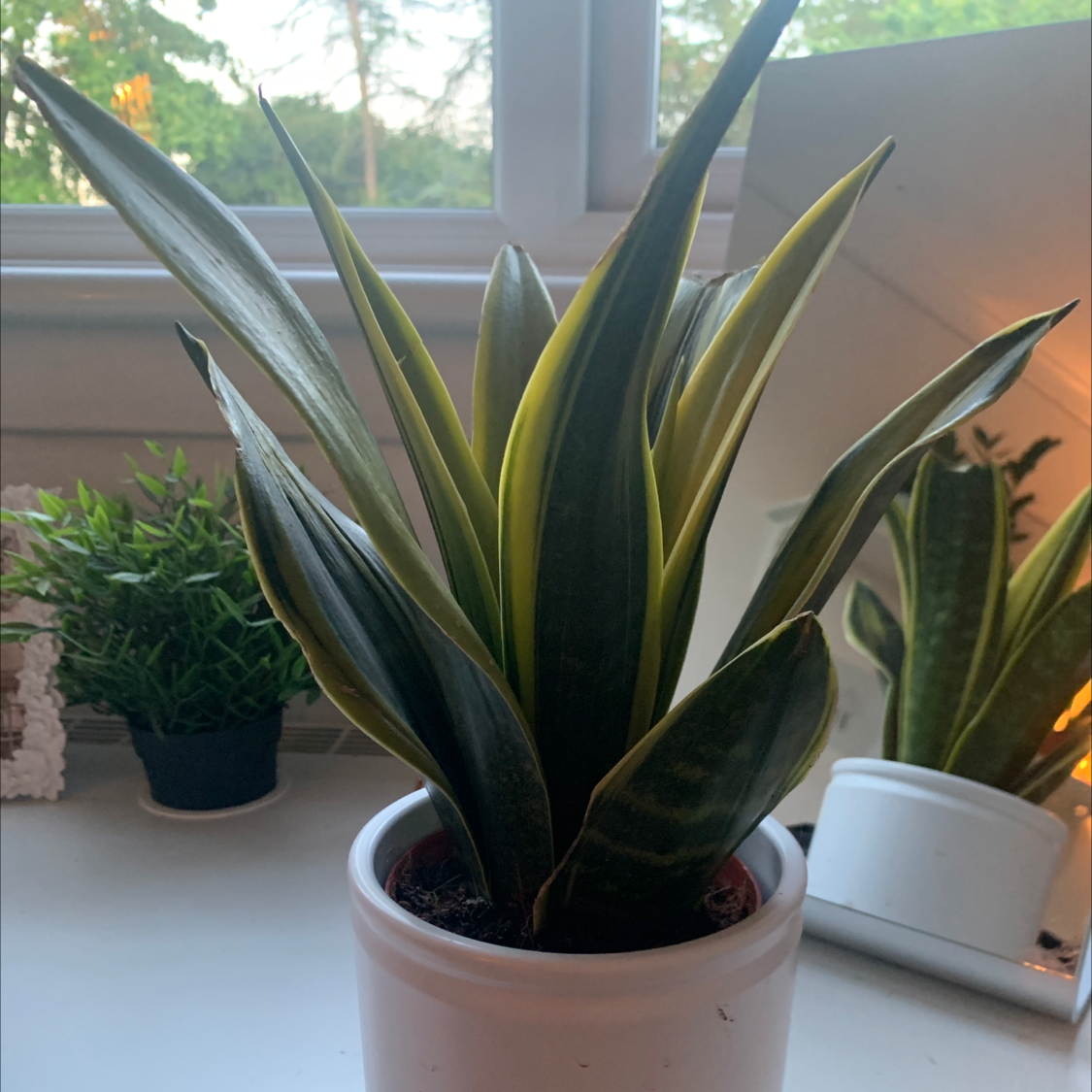Snake Plant plant photo by @Leya_gardddd named Duke on Greg, the plant care app.