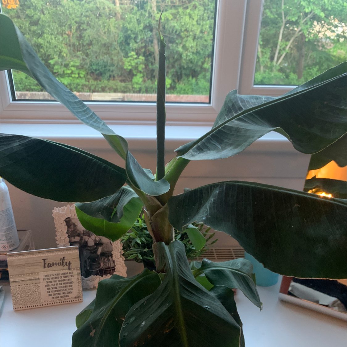 Banana plant photo by @Leya_gardddd named Ben on Greg, the plant care app.
