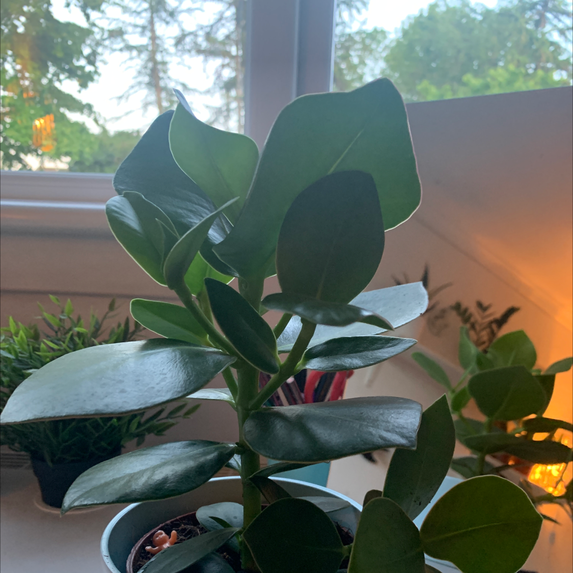 Lipstick Plant plant photo by @Leya_gardddd named Baesil on Greg, the plant care app.