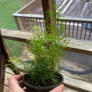 Plume Asparagus plant in McCalla, Alabama