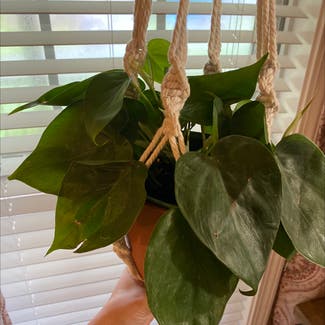 Heartleaf Philodendron plant in McCalla, Alabama