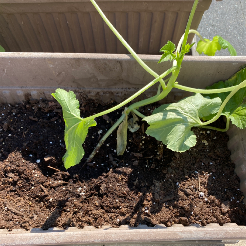 Summer Squash plant in a rectangular planter with visible soil and some wilting leaves.