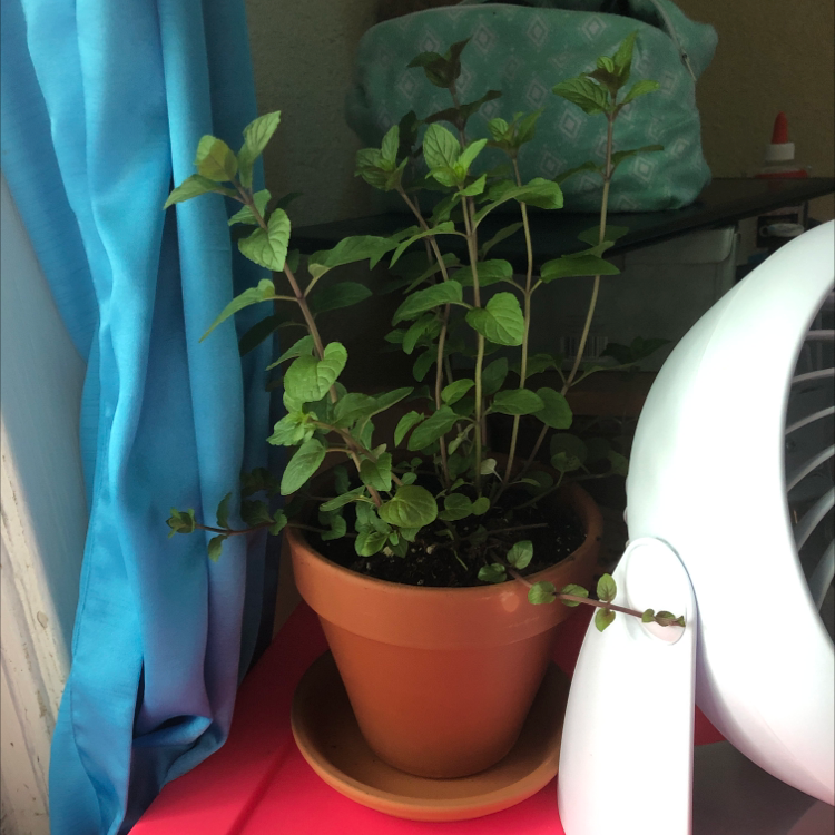 Photo of the plant species Peppermint by @ghostingsnow named Windblume on Greg, the plant care app