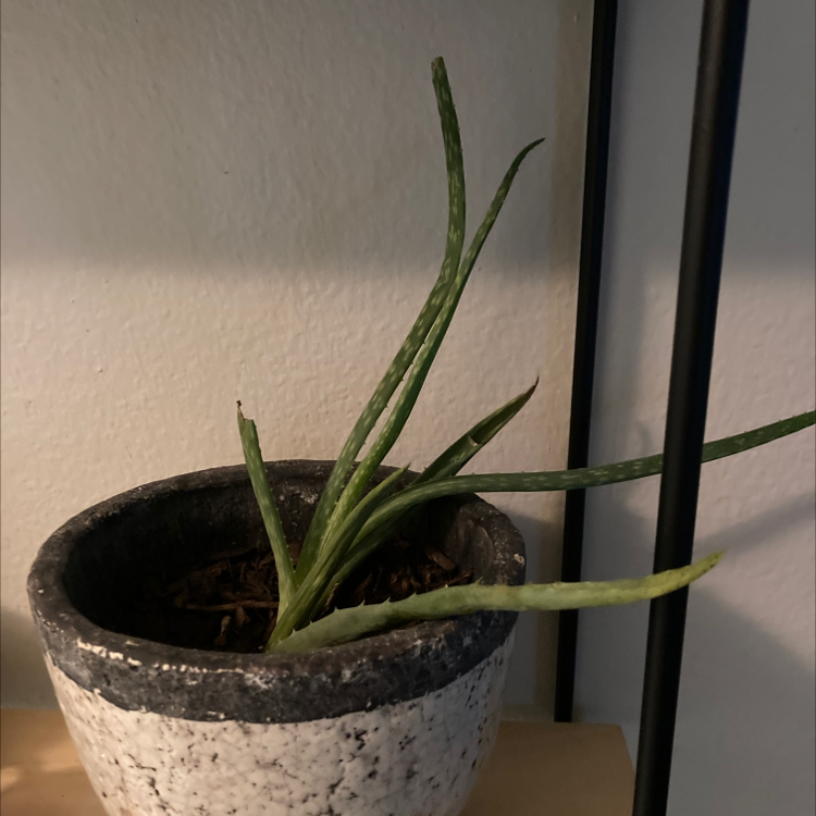 Aloe vera plant photo by @ellenqueiroz named Jonathan on Greg, the plant care app.