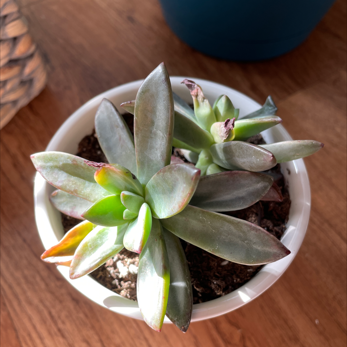 Mexican Firecracker succulent in a white pot with some browning at the leaf tips.