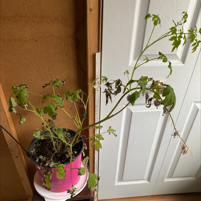 A potted Bleeding Heart Vine with wilting leaves and flowers, visible soil.