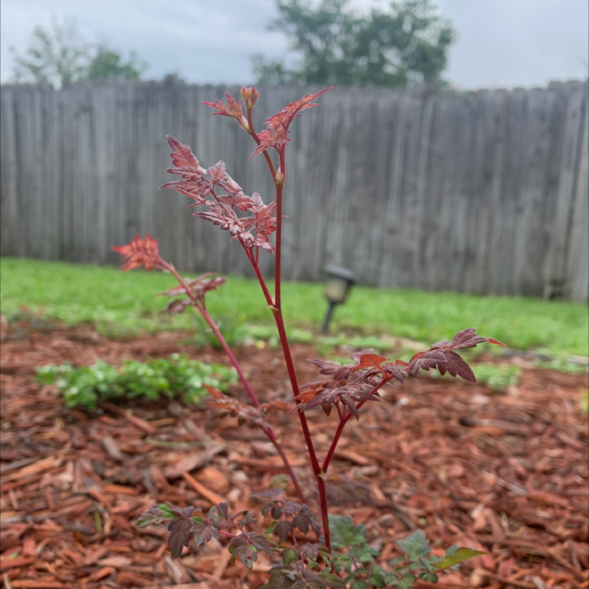 Photo of the plant species pepper vine by Kayelinh named ????? on Greg, the plant care app