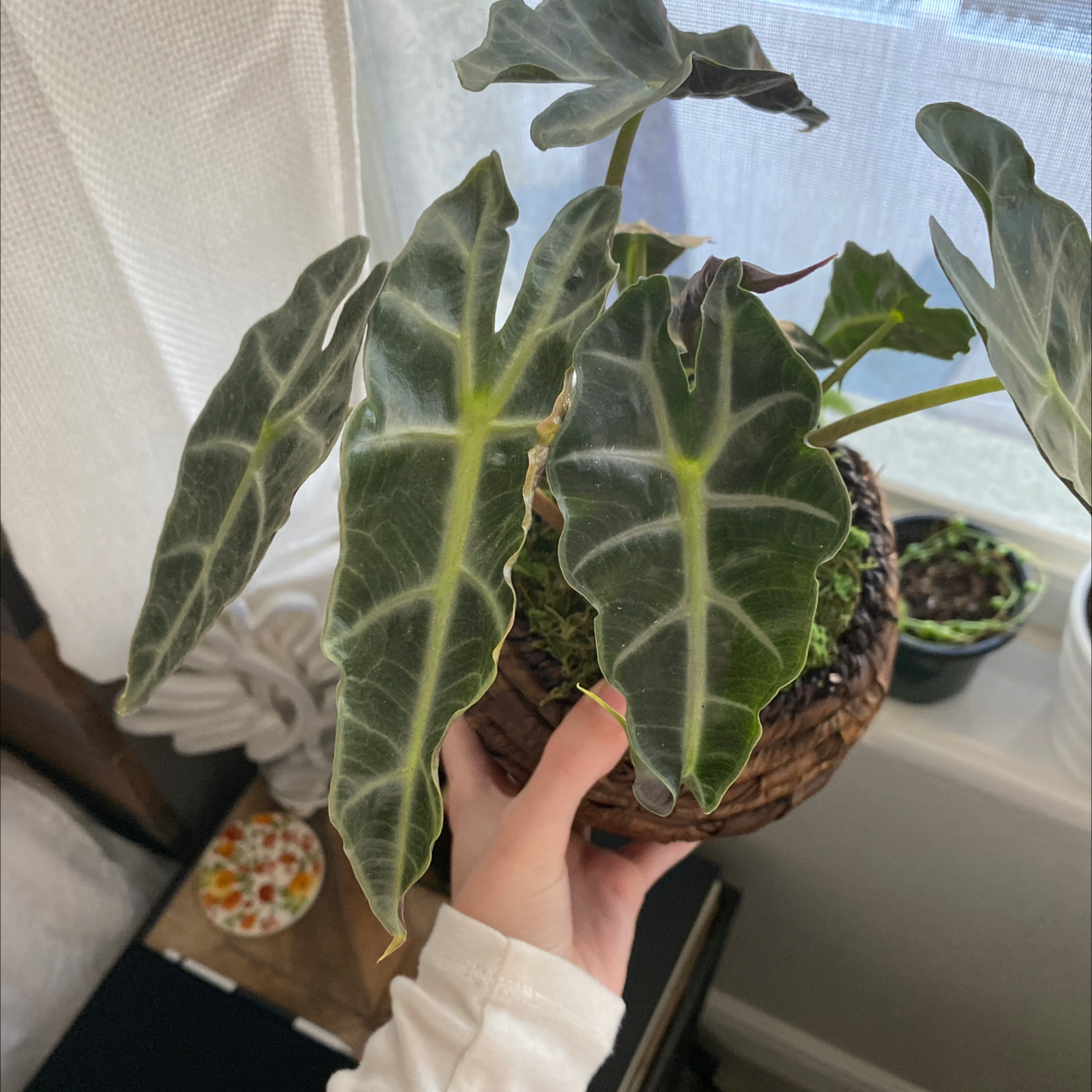 Taro plant with large, dark green leaves featuring white veins, held by a hand indoors.