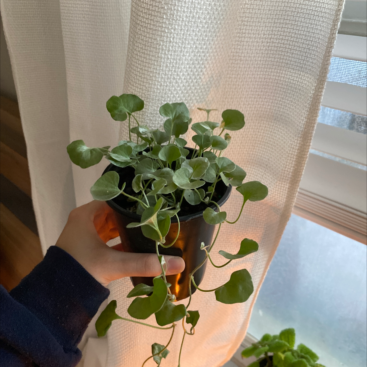 Potted Silver Ponysfoot plant with round green leaves, held by a hand.