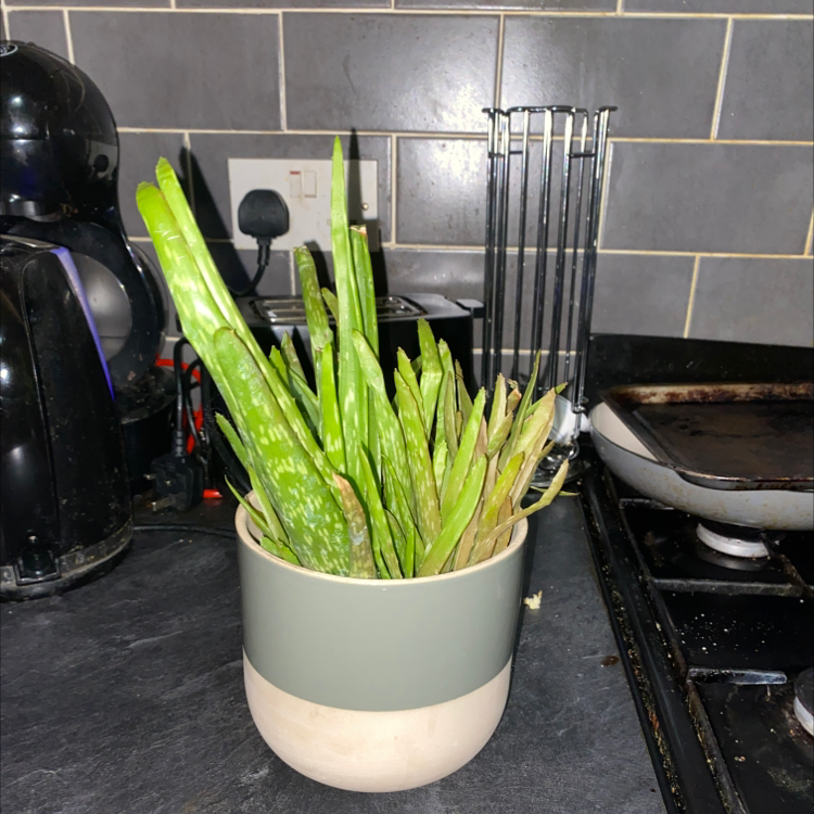 Aloe vera plant photo by Molly named Aloaloe vera on Greg, the plant care app.