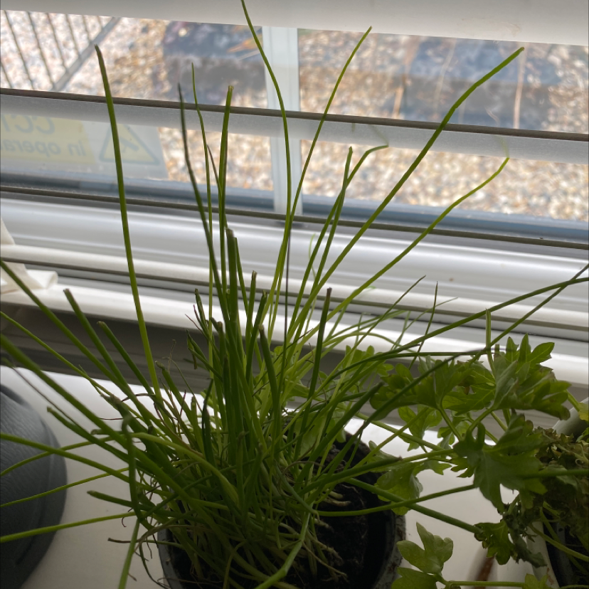Potted Wild Chives plant on a windowsill with another plant visible to the right.