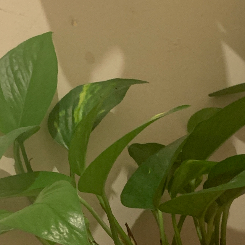 Taro Vine plant photo by @E1.Sav named Golden pothos on Greg, the plant care app.