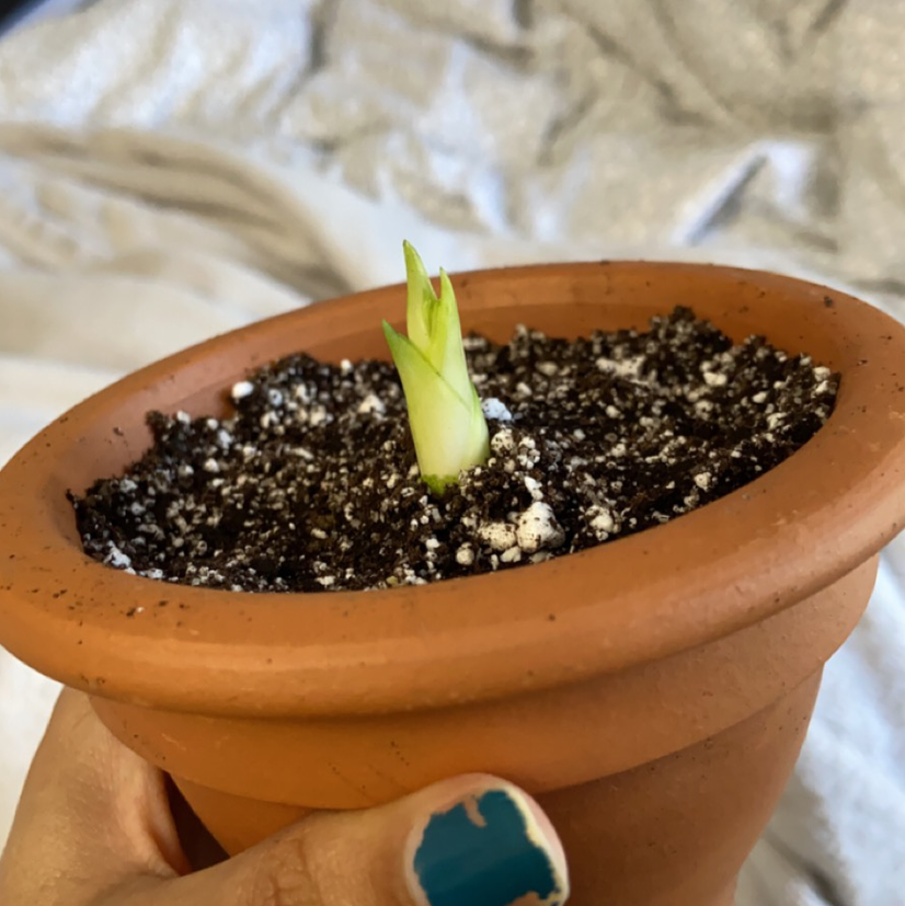 Snake Plant plant photo by @Reillyfernandes named Quesadilla on Greg, the plant care app.