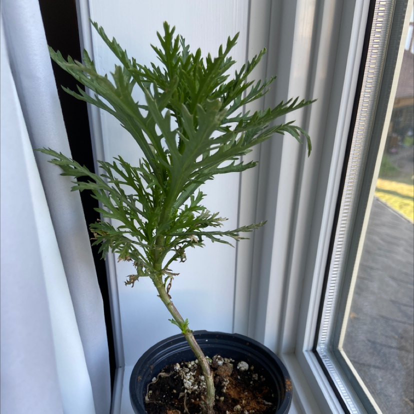 Marguerite plant photo by @Reillyfernandes named Chewie on Greg, the plant care app.