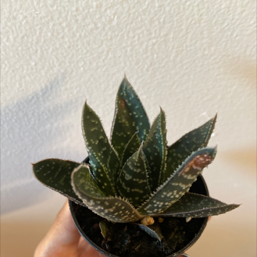 Bredasdorp Gasteria plant photo by @Reillyfernandes named Toobaloo on Greg, the plant care app.