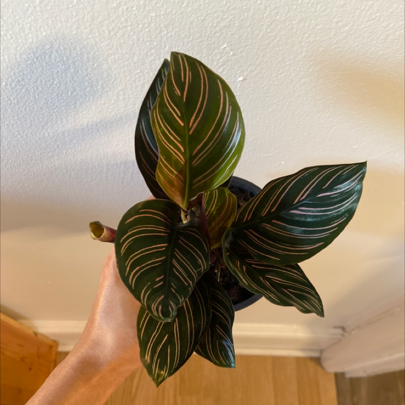 Pinstripe Calathea plant photo by @Reillyfernandes named Sierra on Greg, the plant care app.