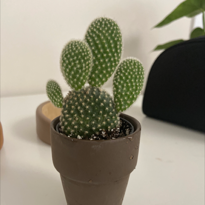Bunny Ears Cactus plant photo by @Reillyfernandes named Lee on Greg, the plant care app.